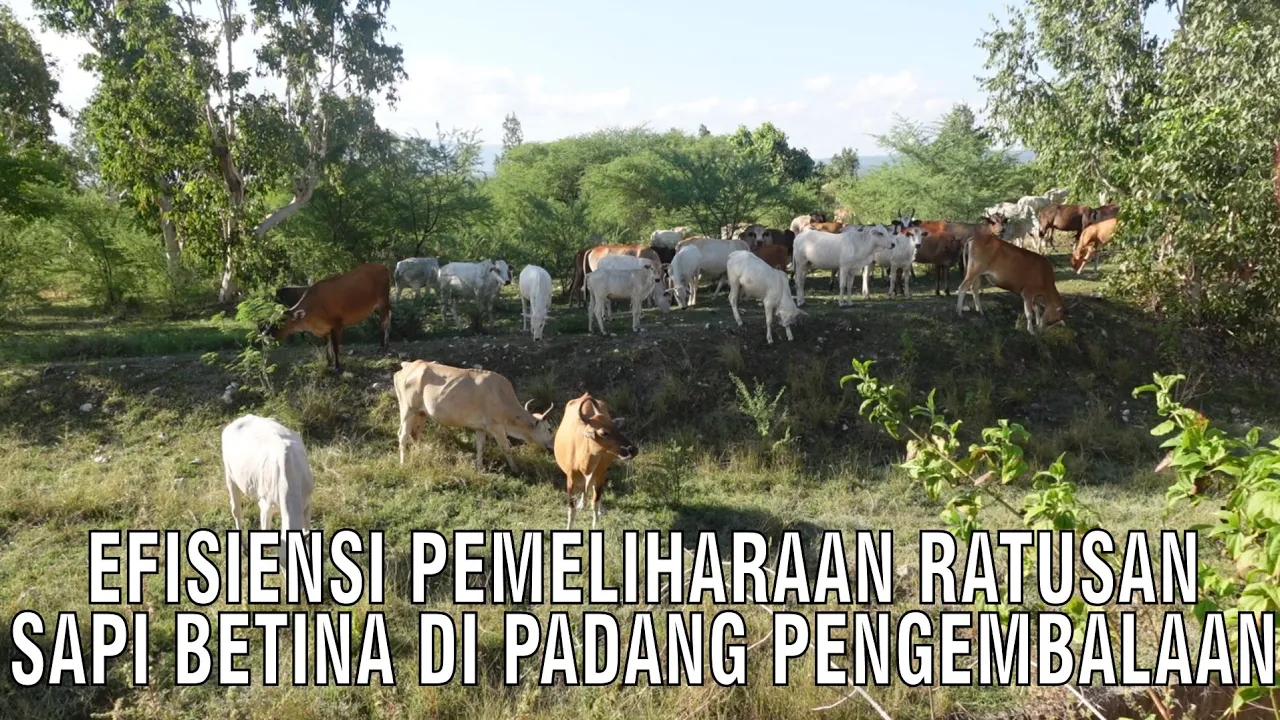 
                                 Efisiensi-Pemeliharaan-Ratusan-Sapi-Betina-di-Padang-Penggembalaan